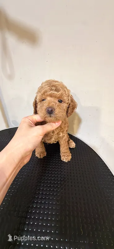 KK – Poodle - Toy  puppy for sale in Queens, NY