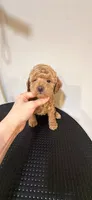 KK, a male Poodle - Toy  for sale in Queens, NY – 1 of 1
