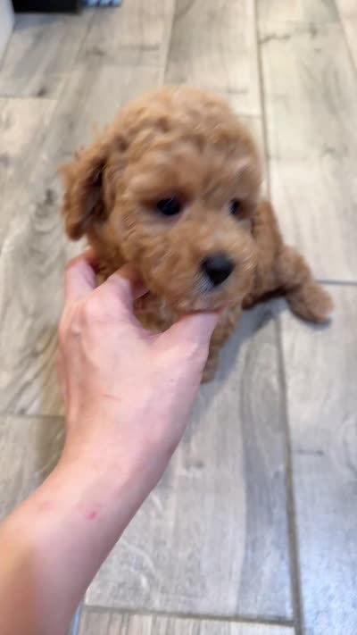 Coco, a female Schnoodle for sale in Queens, NY – 2 of 3