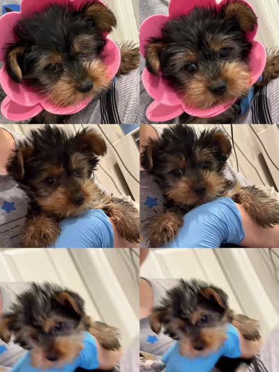 Coco, a female Yorkshire Terrier for sale in Queens, NY – 3 of 4