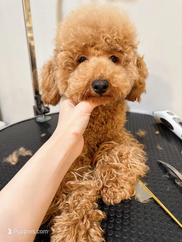 Momo – Poodle - Toy  puppy for sale in Queens, NY