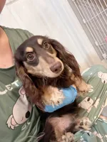DD, a male Miniature Dachshund for sale in Queens, NY – 1 of 2