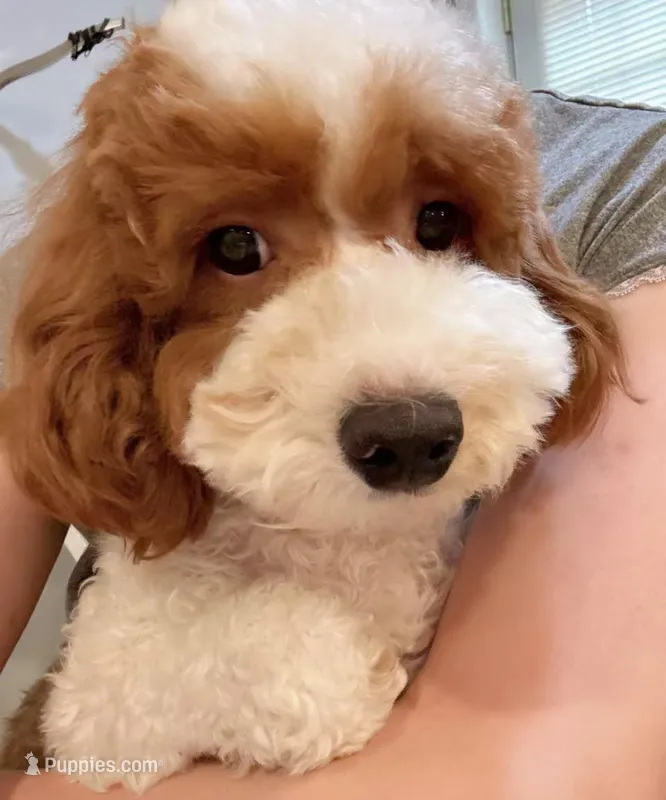TT – Cavapoo puppy for sale in Queens, NY