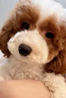 TT, a male Cavapoo for sale in Queens, NY – Photo 2 of 4