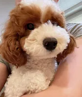 TT, a male Cavapoo for sale in Queens, NY – Photo 3 of 4