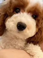 TT, a male Cavapoo for sale in Queens, NY – Photo 4 of 4