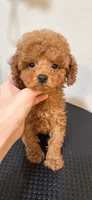 KK, a male Poodle - Toy  for sale in Queens, NY – 1 of 1