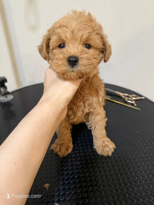 Coco – Schnoodle puppy for sale in Queens, NY