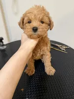 Coco, a female Schnoodle for sale in Queens, NY – 1 of 3