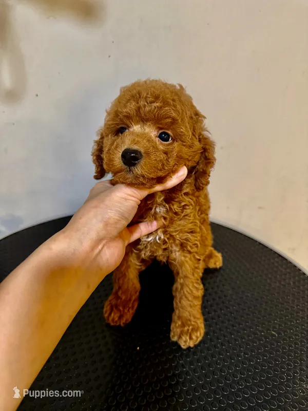 KK – Poodle - Toy  puppy for sale in Queens, NY