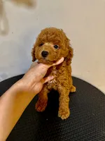 KK, a male Poodle - Toy  for sale in Queens, NY – 1 of 2