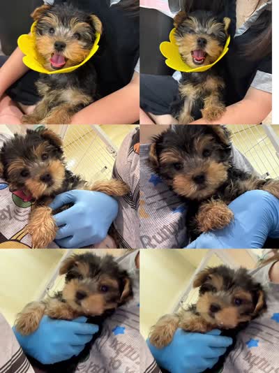 Coco, a female Yorkshire Terrier for sale in Queens, NY – 4 of 4