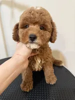 Mini, a male Poodle - Miniature  for sale in Queens, NY – 3 of 4