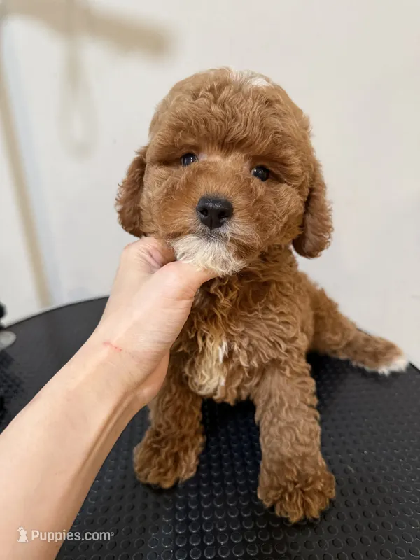 Mini – Poodle - Miniature  puppy for sale in Queens, NY