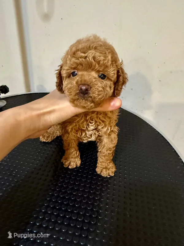 BE – Poodle - Toy  puppy for sale in Queens, NY