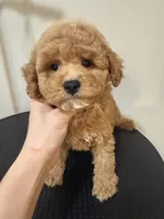 Mini 2 , a male Poodle - Miniature  for sale in Queens, NY – 3 of 3
