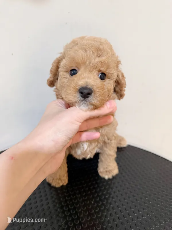 Toy poodle  – Poodle - Toy  puppy for sale in Queens, NY