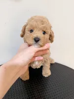 Toy poodle , a female Poodle - Toy  for sale in Queens, NY – 1 of 1