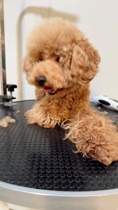 Momo, a male Poodle - Toy  for sale in Queens, NY – 2 of 2