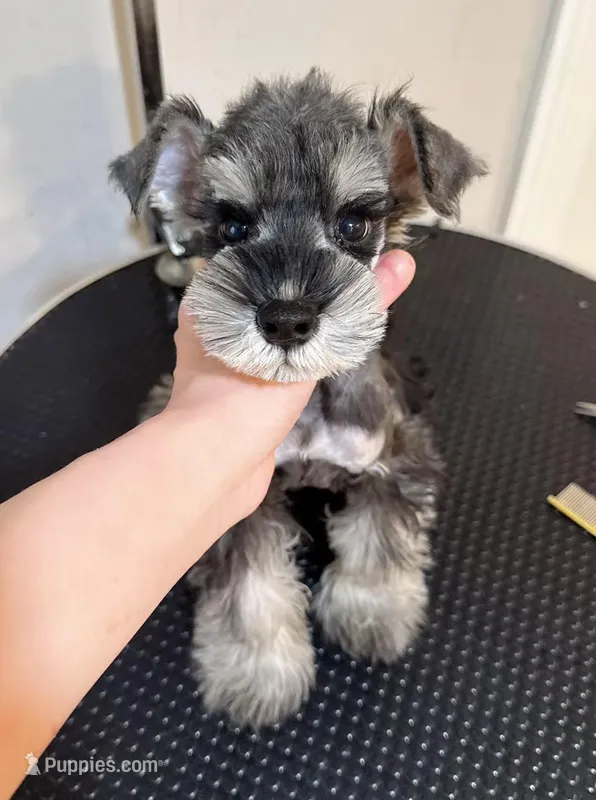 Dark pepper  – Miniature Schnauzer puppy for sale in Queens, NY