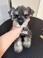 Dark pepper , a male Miniature Schnauzer for sale in Queens, NY – Photo 1 of 3