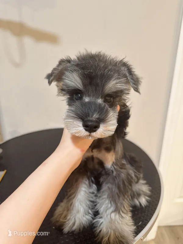 Dark pepper  – Miniature Schnauzer puppy for sale in Queens, NY