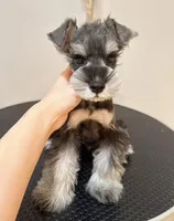 Dark pepper , a male Miniature Schnauzer for sale in Queens, NY – Photo 3 of 3