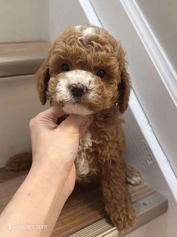 Mini KK – Poodle - Miniature  puppy for sale in Queens, NY