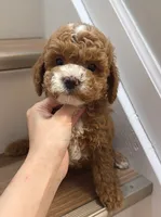 Mini KK, a male Poodle - Miniature  for sale in Queens, NY – 1 of 1