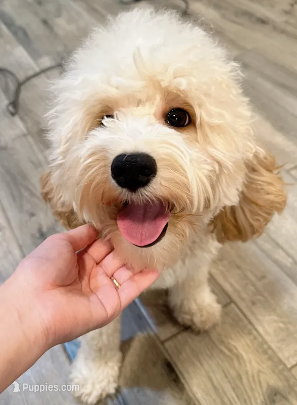 Baby, a female Cockapoo for sale in Queens, NY – 1 of 2