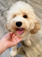 Baby, a female Cockapoo for sale in Queens, NY – 1 of 2