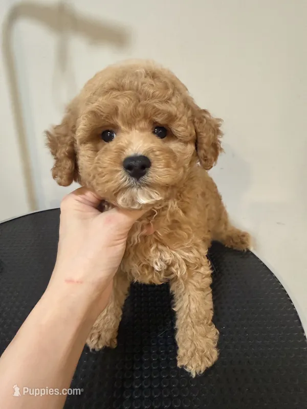 Mini 2  – Poodle - Miniature  puppy for sale in Queens, NY
