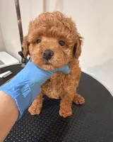 Yoyo, a female Poodle - Toy  for sale in Queens, NY – 1 of 1
