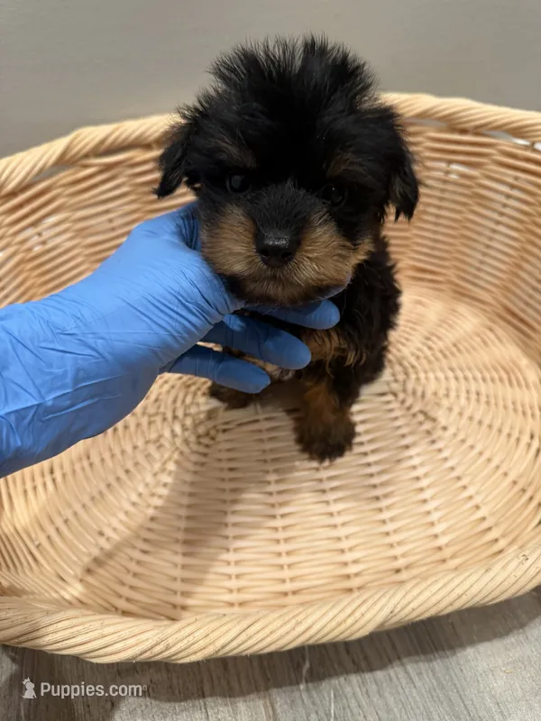 T-Cup  – Yorkshire Terrier puppy for sale in Queens, NY