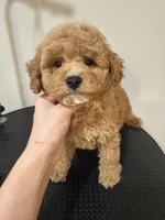 Mini 2 , a male Poodle - Miniature  for sale in Queens, NY – 2 of 3