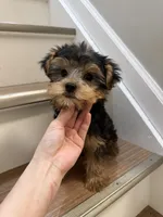 Coco, a female Yorkshire Terrier for sale in Queens, NY – 3 of 7