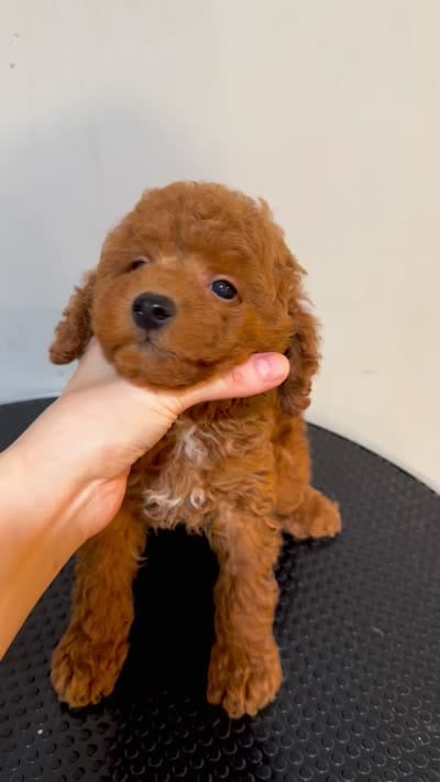 KK, a male Poodle - Toy  for sale in Queens, NY – 2 of 2