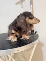 DD, a male Miniature Dachshund for sale in Queens, NY – 2 of 2