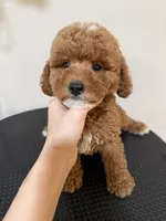 Mini, a male Poodle - Miniature  for sale in Queens, NY – 2 of 4