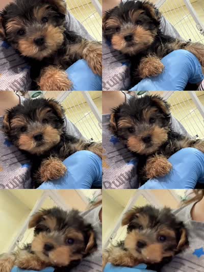 Coco, a female Yorkshire Terrier for sale in Queens, NY – 2 of 4