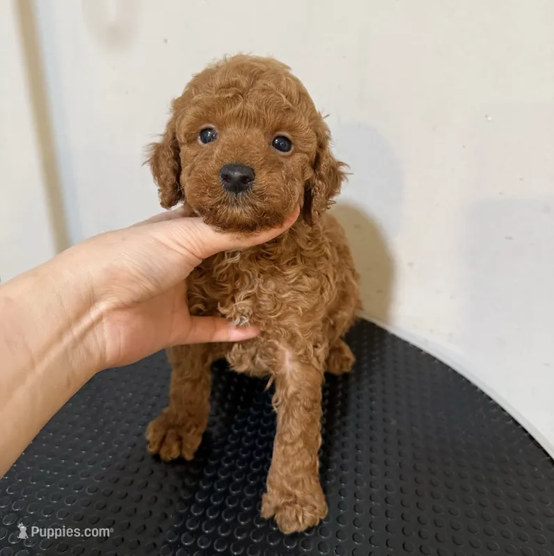 DD – Poodle - Toy  puppy for sale in Queens, NY