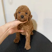 DD, a male Poodle - Toy  for sale in Queens, NY – 1 of 1
