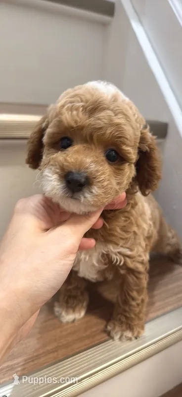 Cavpoo girl  – Cavapoo puppy for sale in Queens, NY
