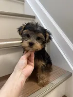 Coco, a female Yorkshire Terrier for sale in Queens, NY – 5 of 7