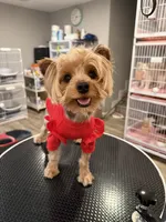 Dada, a female Yorkshire Terrier for sale in Queens, NY – 1 of 1
