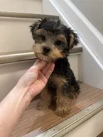 Coco, a female Yorkshire Terrier for sale in Queens, NY – 2 of 7