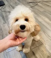 Baby, a female Cockapoo for sale in Queens, NY – 2 of 2