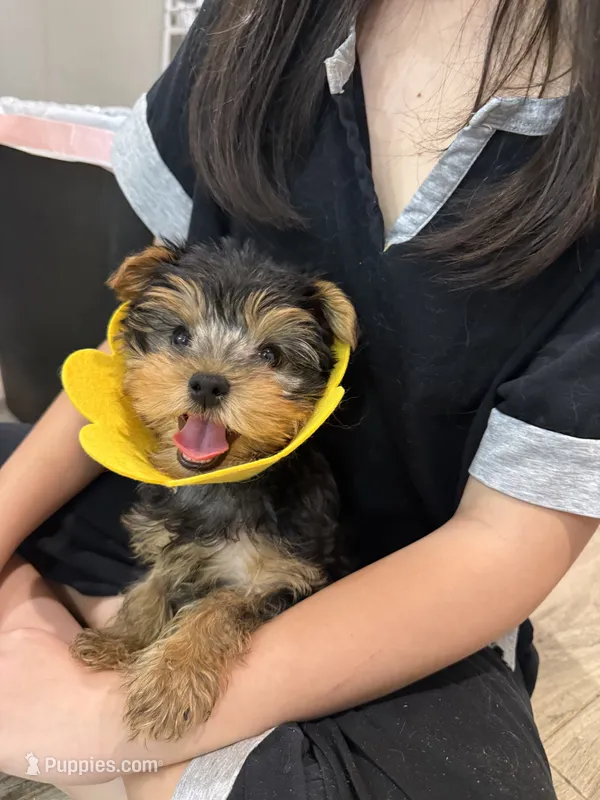 Yuki – Yorkshire Terrier puppy for sale in Queens, NY