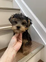 Coco, a female Yorkshire Terrier for sale in Queens, NY – 6 of 7