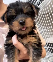 Link, a female Yorkshire Terrier for sale in Queens, NY – Photo 1 of 2